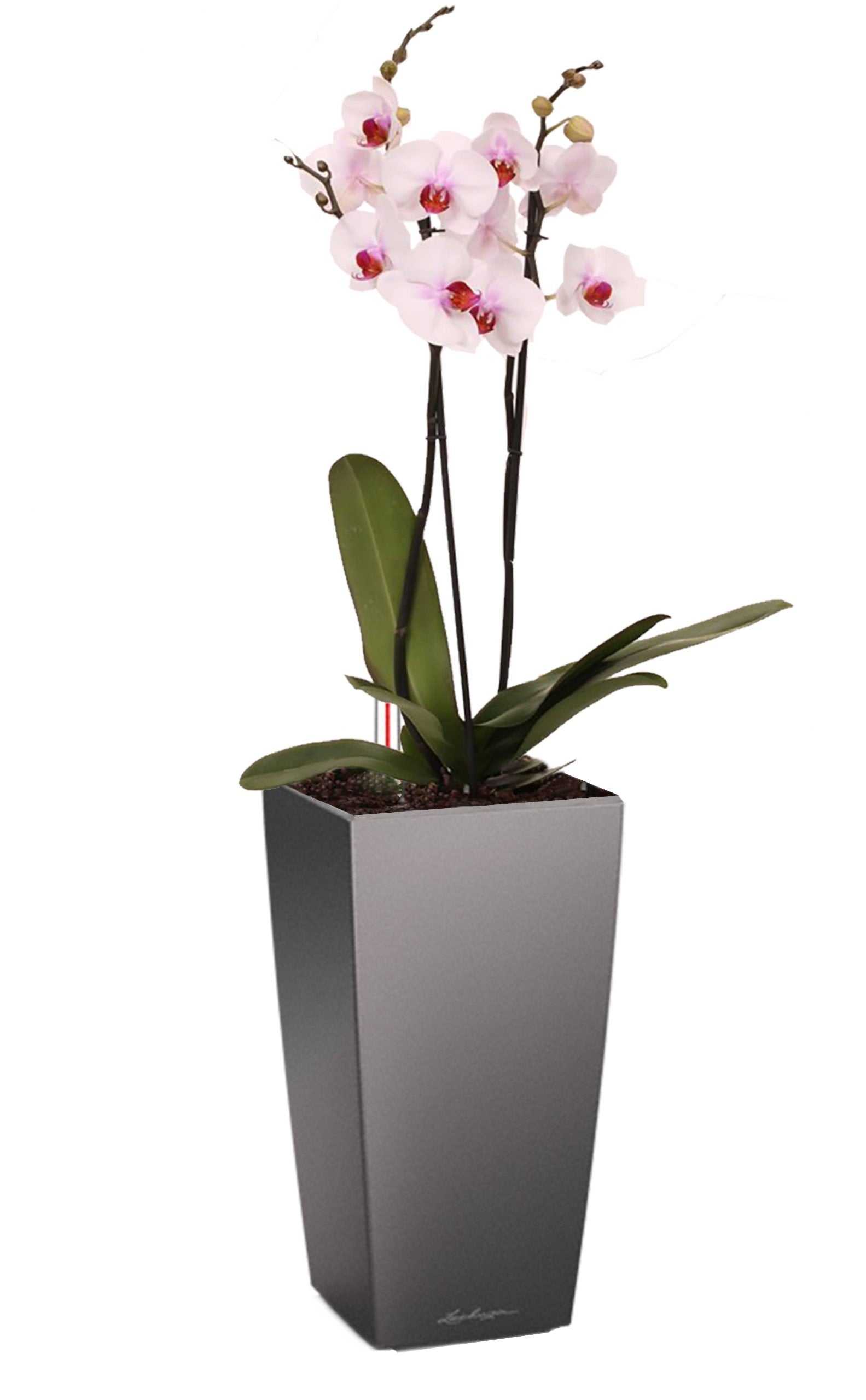 lechuza maxi cubi self-watering planter Lechuza MAXI CUBI Planter| lechuzaplanters.com.au – Lechuza Planters