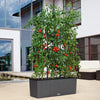 Trellis for TRIO 30