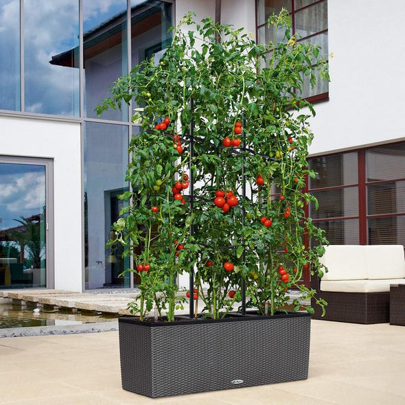 Trellis for TRIO 30