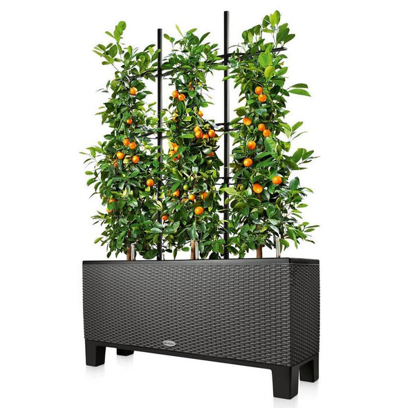 Trellis for TRIO 30